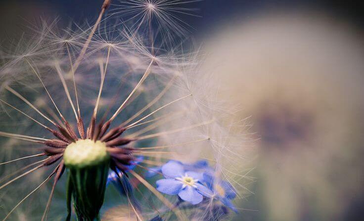 dandelion