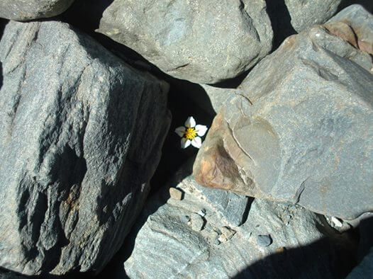 flower in rocks