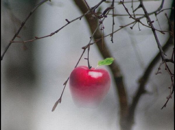 foggy apple tree