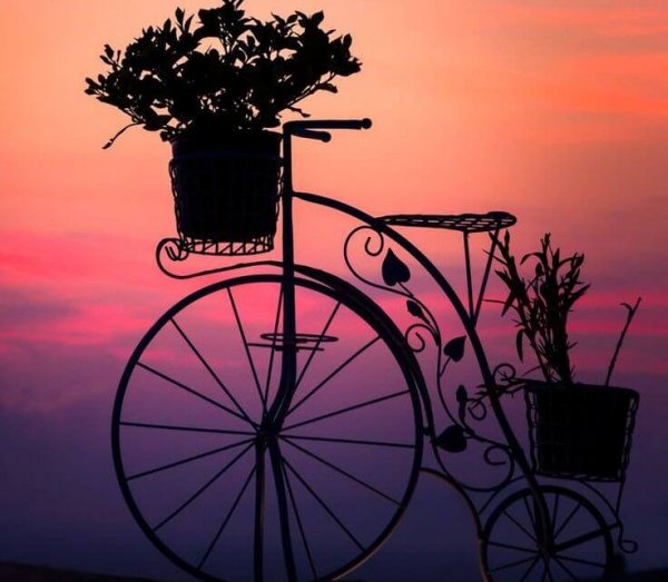 bike with plants