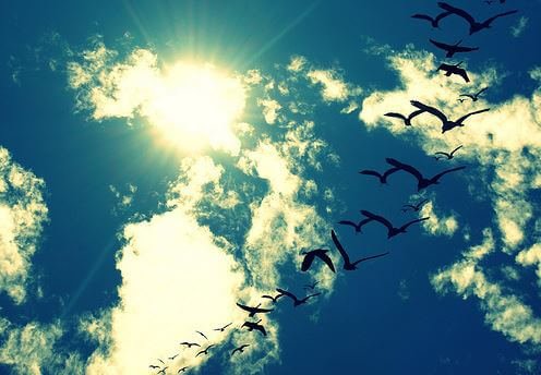 birds in the sky