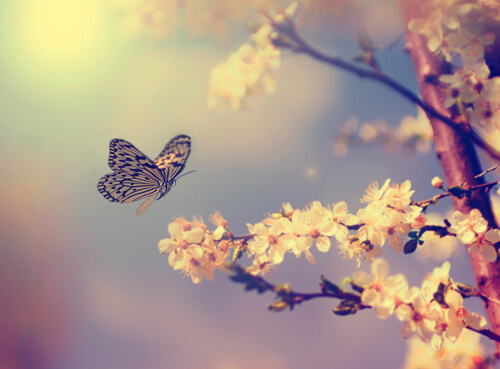 butterfly and flowers