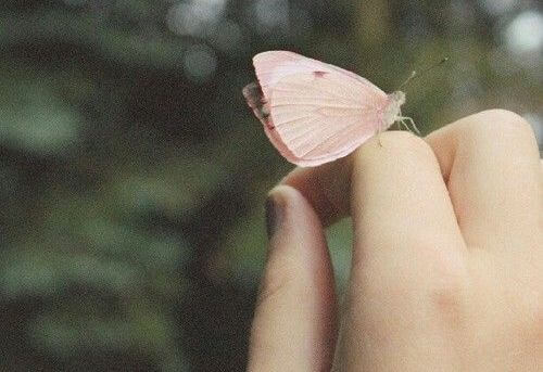 butterfly on a hand