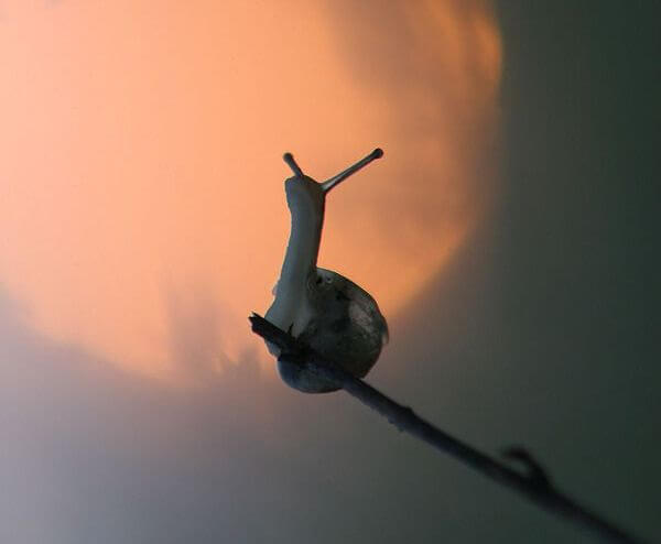 Snail on Stick