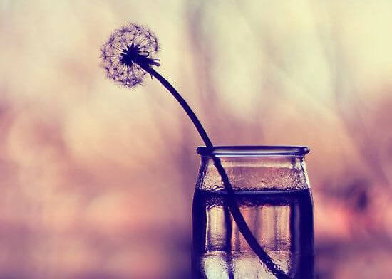 dandelion in a glass jar
