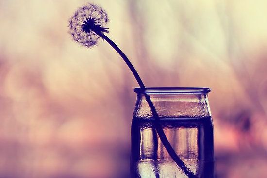 dandelion in glass representing silence
