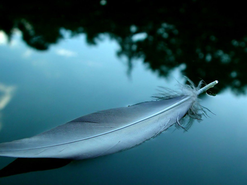 feather floating on water