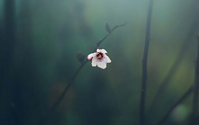 Small Flower