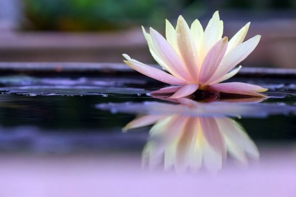 flower on the water