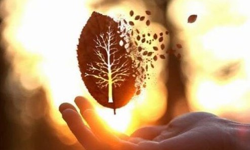 fragmented leaf-e1456698360218