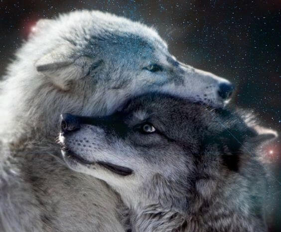 grey wolves