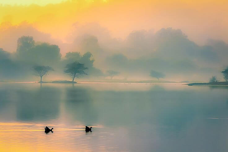 Swans on Pond