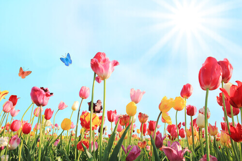poppy field