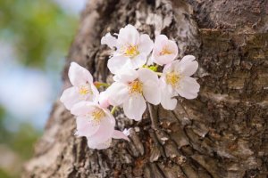 What Makes Some People More Resilient than Others