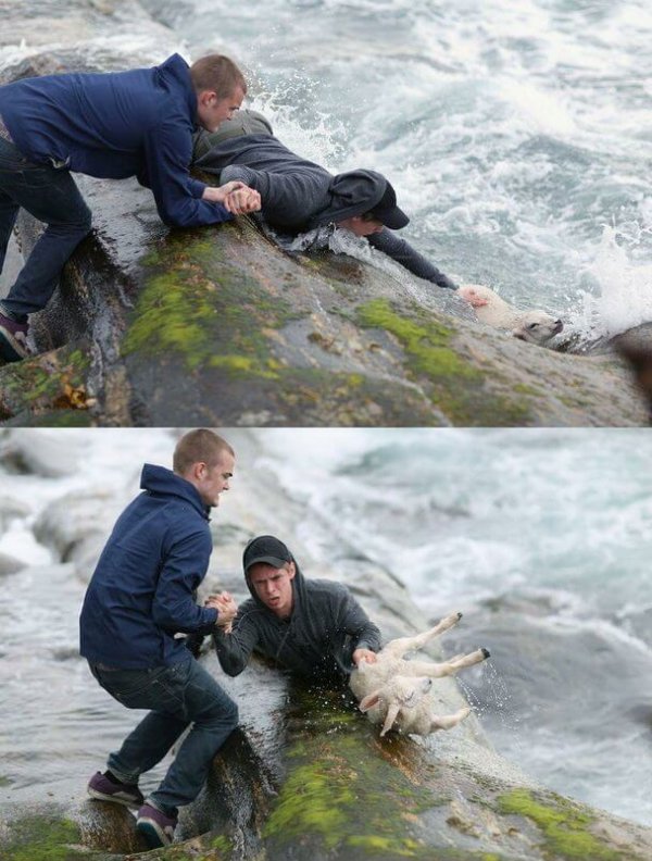 boys rescuing lamb