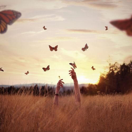 butterflies in a field