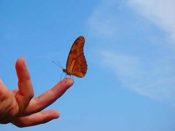 butterfly on finger