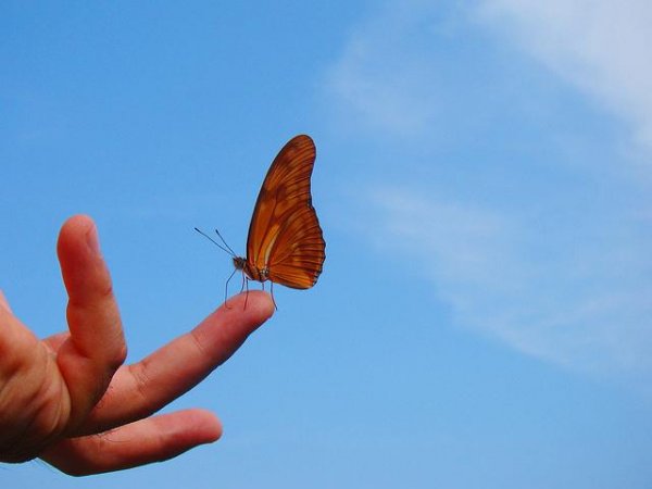 butterfly on finger