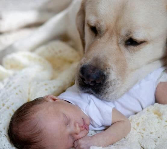 dog resting head on baby