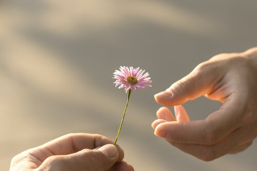 hand giving a flower to the other as a symbol of forgiveness
