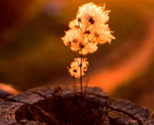 plant inside of a trunk