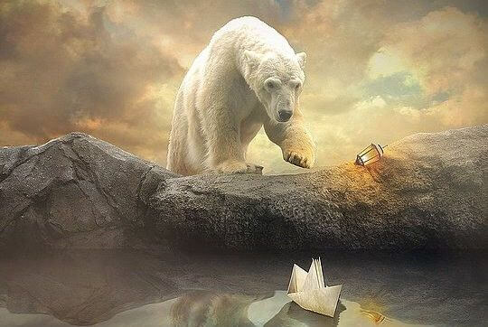 polar bear