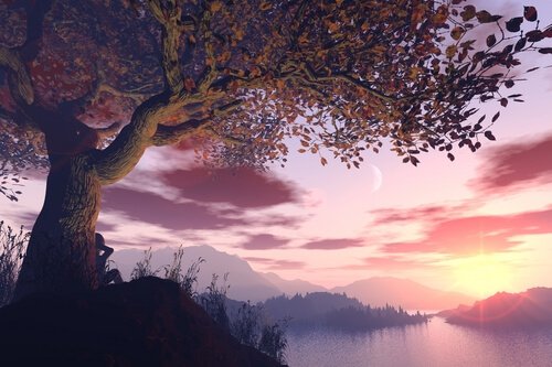 tree lake sunset