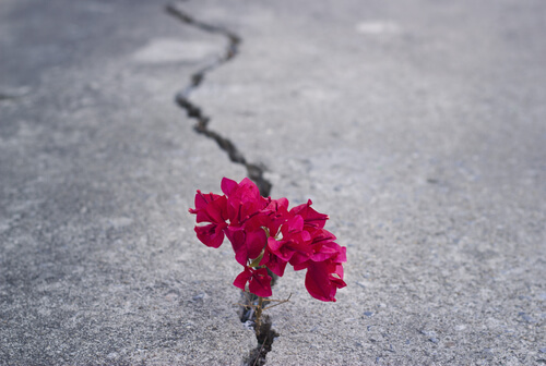 Red Flowers Growing from Crack in Roac