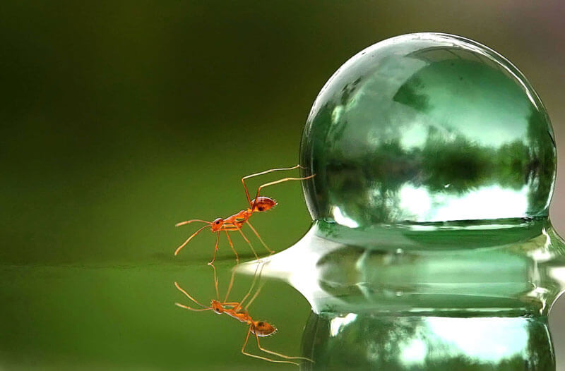 ant