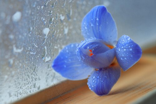 blue flower wet window rain