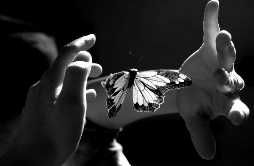 butterfly between two hands