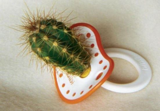 cactus pacifier