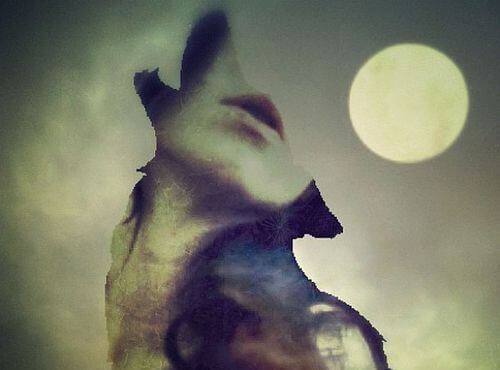 Wolf Howling at Moon