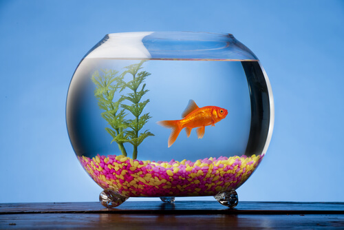 Goldfish in Bowl