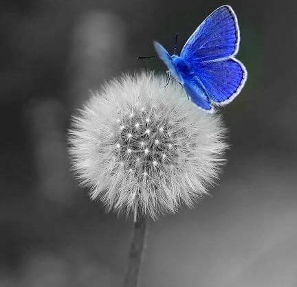 blue butterfly on a dandelion