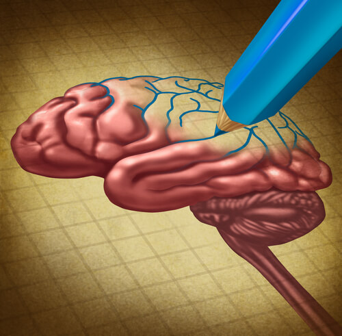 drawing of a brain