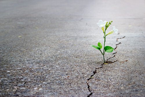 flower growing in cracked sidewalk