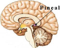 pineal gland diagram