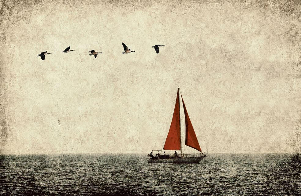 sailboat and birds