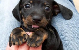 You Haven't Lived Until You've Loved an Animal