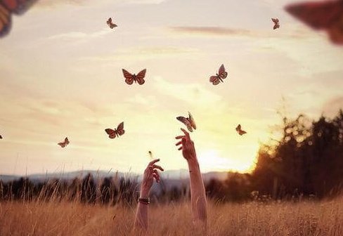 butterflies-e1464042178519