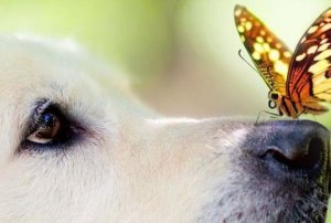 Why Do Emotions Influence Us More Than Reason?