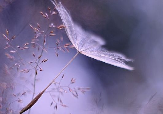 close-up-dandelion