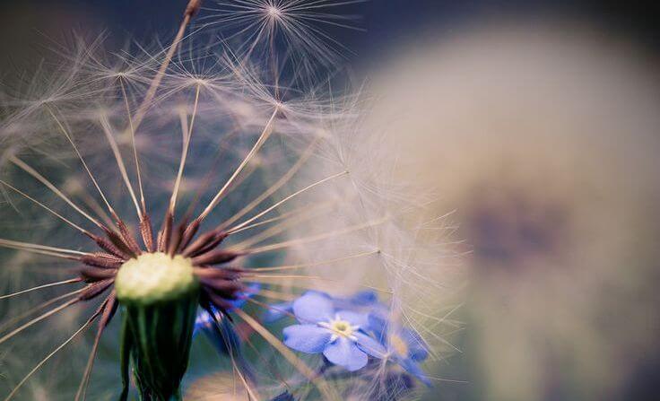 close-up-dandelion