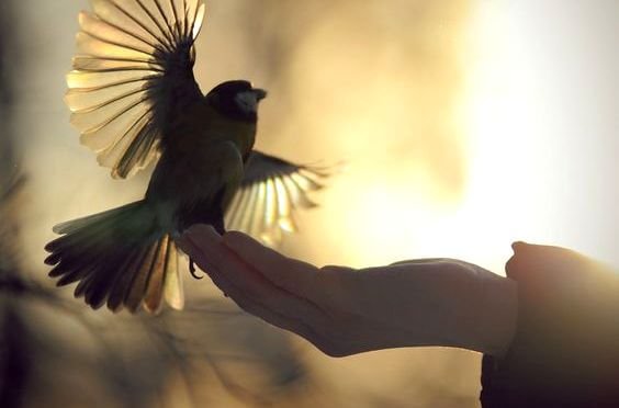 hand-releasing-a-bird