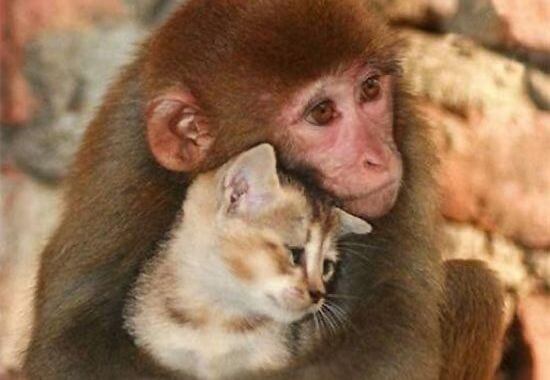 monkey and cat