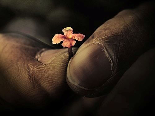 old-hand-holding-tiny-flower