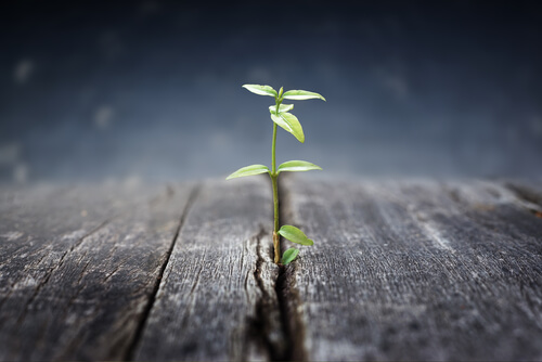 plant growing out of wood