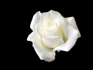 Sophie Scholl: The Woman Who Stood Up to Hitler with a White Rose