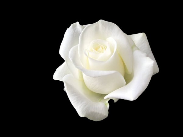 Sophie Scholl: The Woman Who Stood Up to Hitler with a White Rose